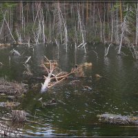 Большая вода :: Грег 