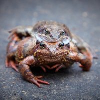 Two frogs. Four eyes. :: Евгений Балакин