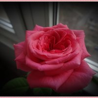 Поверья о розах :: Вера 