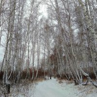 Красота апрельского леса :: Татьяна Котельникова