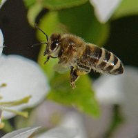 Пчела в полете 2 :: Асылбек Айманов