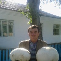 Вот такие грибы бывают! :: Владимир 