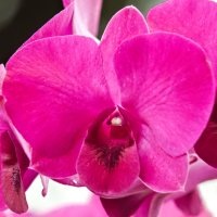 Орхидеи, орхидеи :: Олег Чемоданов