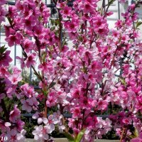 Буйство весеннего цветения :: Нина Бутко