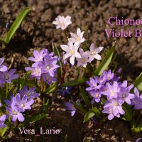 Хионодокса Chionodoxa Violet Beauty :: Vera_85916050 