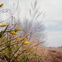 Тюльпаны Биберштейна :: Игорь Александрович Оренбург