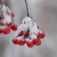 Зимние ягоды :: Ольга Кунцман