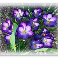 Цветы весны. :: Чария Зоя 