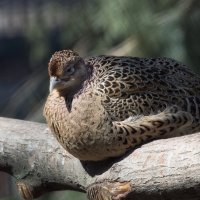 Птицы Новосибирского зоопарка :: Владимир Шадрин