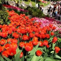 Тюльпаны на Спивочем поле. :: Sergii Ruban