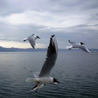 Летая с птицами (3) :: Tatiana Belyatskaya