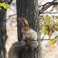 в осеннем парке :: Татьяна Найдёнова