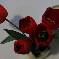 Тюльпаны :: Елена Савельева