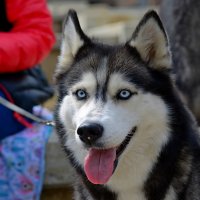 Ты – лучшая собака на земле, Сибирский хаски! :: Дмитрий Иванцов