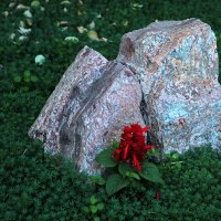Цветок у камня :: Светлана 