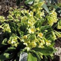 Примула весенняя (Primula veris), или "баранчики" :: alexeevairina .