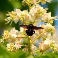 Пчела-плотник (Xylocopa valga) :: Олег Шендерюк