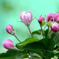 Apple blossom :: Олег Шендерюк