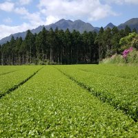 Чайные плантации Якусимы (Япония) :: Tatiana Belyatskaya