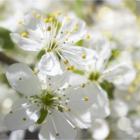 Цветок вишни :: Анастасия Сосновская