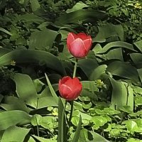 Красные тюльпаны вестники весны :: Nikolay Monahov