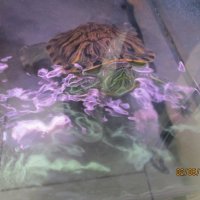 красноухая черепаха :: Зинаида 