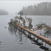 Пейзаж с упавшим деревом :: Николай Кувшинов
