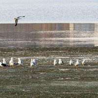 Чайки на тающем льду :: Леонид Никитин