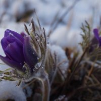 Сегодня я ходила за подснежниками... :: Екатерина Торганская