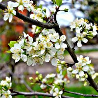 Весна идет, Весне цветенье! :: Михаил Столяров
