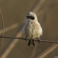 Жулик :: Елена Швыдун