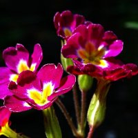 Весенние цветы :: Милешкин Владимир Алексеевич 