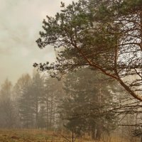 Туман в лесу :: Владимир Гилясев