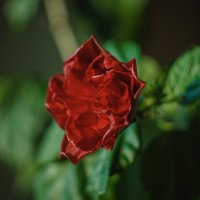 Домашняя роза :: Альбина Хасаншина