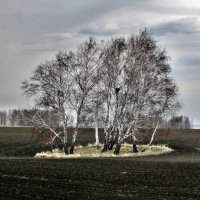 Опахали :: Владимир 