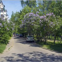 Цветение. :: Роланд Дубровский