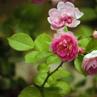 Цветочки...(чайная роза) :: barsuk lesnoi