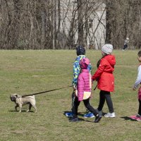 Выгул :: Роман Пацкевич