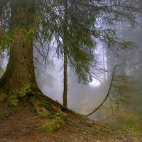 весенний лес :: Elena Wymann