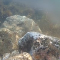 подводные камни :: Giant Tao /