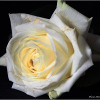Желто-белая роза :: Виктор Марченко