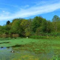 Außenmühlenteich Hamburg Harburg :: Nina Yudicheva