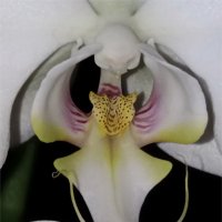 Орхидеи :: Liudmila LLF