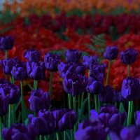 Аптекарский утопает в тюльпанах разных сортов и расцветок! :: Татьяна Помогалова