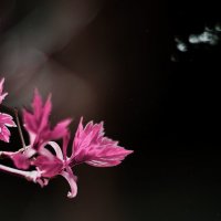 Розовая весна :: Наталья Новикова