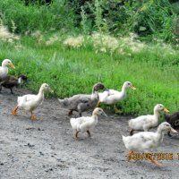 Кто шагает дружно в ногу и не смотрит на дорогу... :: Светлана Рябова-Шатунова