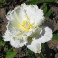 Цветок тюльпана :: Маргарита Батырева