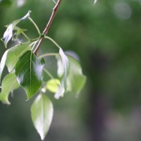 Молодые листья тополя в грозу. :: Руслан Лиманский