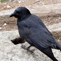 Большеклювая ворона в Нагоя :: wea *
