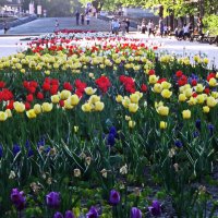 Тюльпаны в парке. :: Ирина 